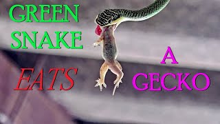 SNAKE EATS A GECKO  (graphic)