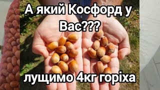 Фундук сорт "Косфорд"! А кий горіх у Вас??? Детальний огляд, лущимо та порівнюємо 4 кг горіха