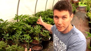 Potting up Rooted Cuttings of Rhododendrons in the Hoop House (Part 2) Propagation Results