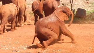 15 01 2017 Nairobi national park elephant 2