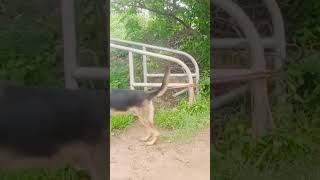 German Shepherd Dog Short video#shorts #shots #Aggressive Dog #viral