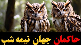 جادویی‌ترین موجودات : عجایب جغدها و دنیای آن‌ها !!