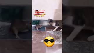 🤣🤣🤣Cat beats mouse #cat #mouse #catfight #cute #cutecat #cutepets #cutemouse #funny #amazing #cool