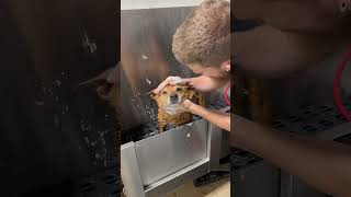 Kezzy the rescue pup 🐾❤️ #dogbath #basenji #tutorial #rescuedog #rescuedogs