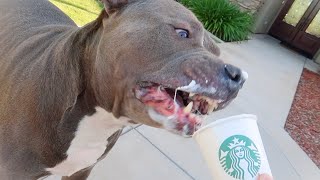 Pitbull Scarfs Down Puppuccino from Starbucks!!