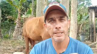 Cavalo que morde!? O seu comportamento pode estar estimulando o cavalo a morder