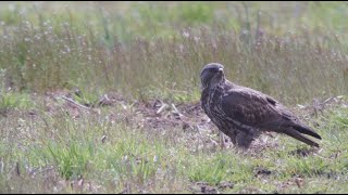 Swainson's Hawk, 4 20 2024