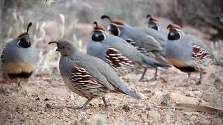 The Beauty Of Quail....all  pictures were taken with the Sony RX10iv (12-8-20)