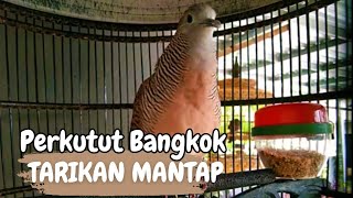 PERKUTUT BANGKOK TARIKAN MANTAP