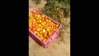 Tomato Farmers #shorts #short