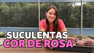 15 SUCULENTAS COR DE ROSA | Greenhouse Suculentas