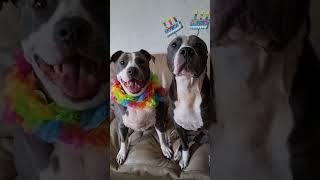 Funniest Pitbull Dog Has A Party #dog #dogs #animals #shorts #pitbull #pitbulldog