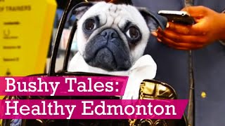 Bushy Tales: Healthy Edmonton