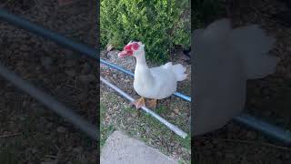 Daisy looking around #animal #ducks #birds