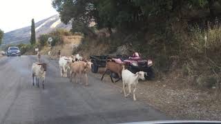 Kefalonia mountain goats