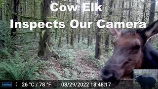 Elk Finds and Inspects Our Trail Camera