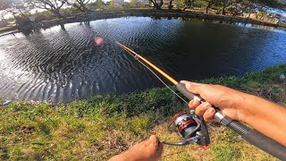 Friday Afternoon Tarpon Fishing, Berbice Guyana.