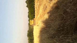 new holland tf44 harvest 2013