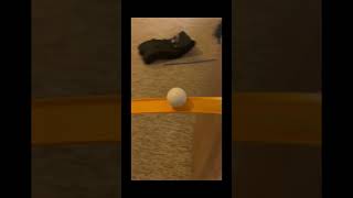 Crazy dog trick shot!