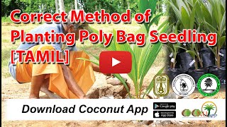 Correct Method of Planting Poly Bag Seedling [TAMIL]