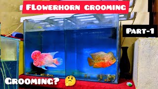 Flowerhorns Grooming Part 1 - The Ultimate Guide | Level 1- My grooming techniques | #flowerhorn