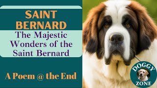 Saint Bernards | Everything You Need to Know About This Beloved Dog Breed | Dog Lovers