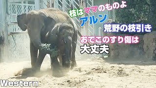 おでこの傷は大丈夫　1本の枝をめぐる親子の攻防　時にはカッパのカータン　2023年8月8日