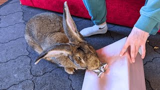 Flemish Giant Rabbit Hears Christmas Coming