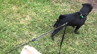 Leash Coupler