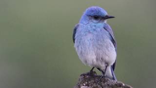 Mountain Bluebird Out During  Rainy Thunderstorm