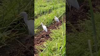 Birds in our farm 2