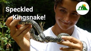 The Speckled King Snake: Strongest Constrictor On Earth!