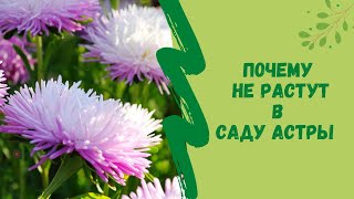 🤔⚘Почему в саду не  растут астры