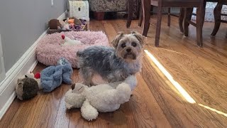 Happy Sunday,  Rylie loves you ❤️ #yorkies #cutedog #Rylie