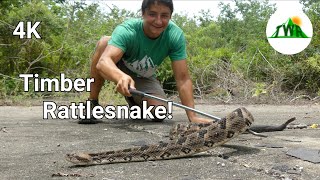 The Timber Rattlesnake: Everything You Need To Know! (4K)