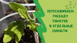 🍅🌱Пересаживаем  рассаду томатов в отдельные емкости