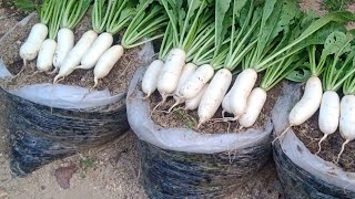 #61 Recycle plastic bags to grow white radish easily || Trồng củ cải  || Trồng củ cải trong túi bóng