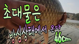 33직후  46cm초대형붕어/상주보 입질시간대/붕어나이 예측하는 방법