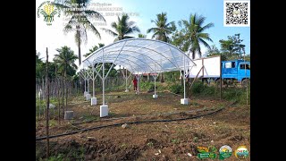 How to Construct Rain Shelter for Lettuce in Lavezares, N. Samar