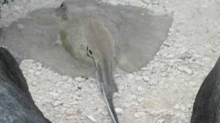 Catching a Stingray