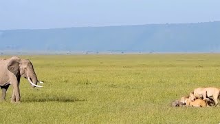 Lions snatch an elephant calf when the mother was not looking (pt 1)