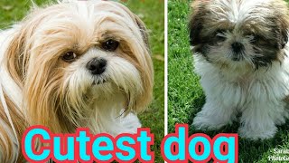 Shih tzu videos : Cute dog videos