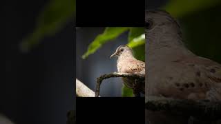 Dove photo #nature #wildlife #animals #birds #shorts