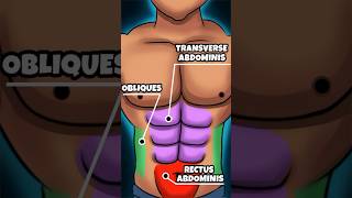 ABS Muscles Anatomy