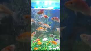 Aquarium Fishes || Beutiful fishes || Aquarium Decoration #aquriamfish #shorts