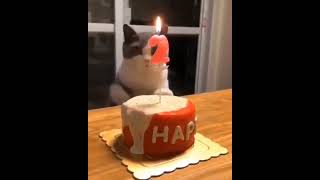 happy birthday my cat