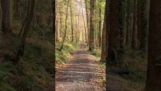 Troll Wood, L8151, Dromahair, Co. Leitrim, Ireland 🇮🇪