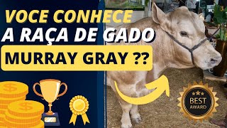 VOCE CONHECE A RAÇA MURRAY GRAY ???