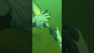 I Saved Catfish Underwater! (Scuba Diving)