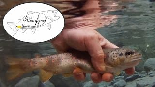 Hautes Alpes - Un journée de pêche entre grande rivière et torrent de montagne.